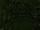 rodeth_tropic